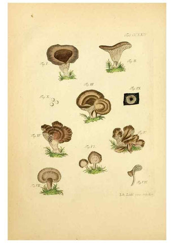 Reproducción/Reproduction 10314554845: Fungorum qui in Bavaria et Palatinatu circa Ratisbonam nascuntur icones, nativis coloribus expressae.. Erlangae,Apud J.J. Palmium,1800.