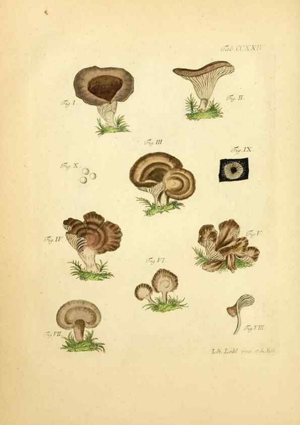Reproducción/Reproduction 10314554845: Fungorum qui in Bavaria et Palatinatu circa Ratisbonam nascuntur icones, nativis coloribus expressae.. Erlangae,Apud J.J. Palmium,1800.