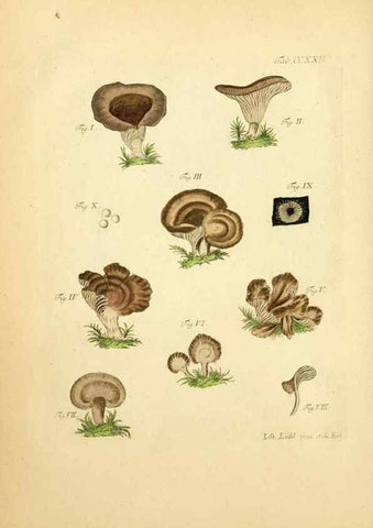 Reproducción/Reproduction 10314554845: Fungorum qui in Bavaria et Palatinatu circa Ratisbonam nascuntur icones, nativis coloribus expressae.. Erlangae,Apud J.J. Palmium,1800.