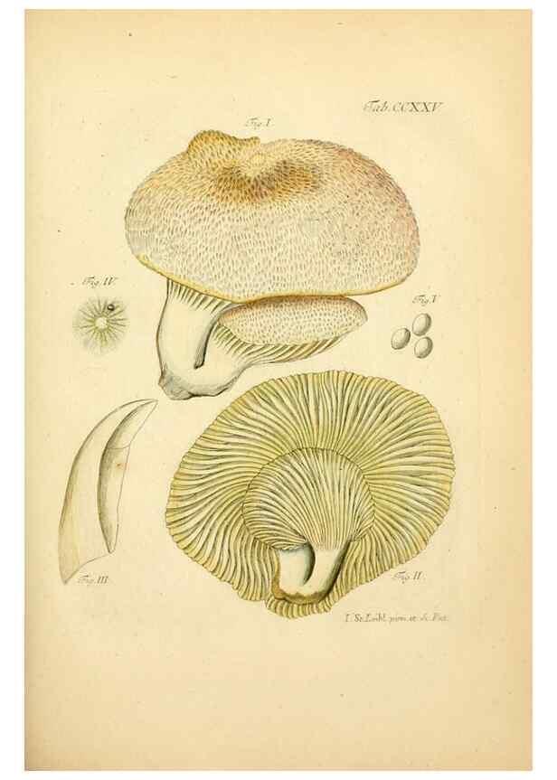 Reproducción/Reproduction 10314525904: Fungorum qui in Bavaria et Palatinatu circa Ratisbonam nascuntur icones, nativis coloribus expressae.. Erlangae,Apud J.J. Palmium,1800.