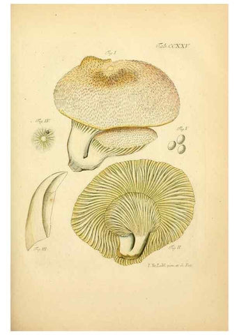 Reproducción/Reproduction 10314525904: Fungorum qui in Bavaria et Palatinatu circa Ratisbonam nascuntur icones, nativis coloribus expressae.. Erlangae,Apud J.J. Palmium,1800.