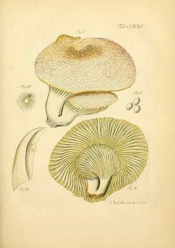 Reproducción/Reproduction 10314525904: Fungorum qui in Bavaria et Palatinatu circa Ratisbonam nascuntur icones, nativis coloribus expressae.. Erlangae,Apud J.J. Palmium,1800.