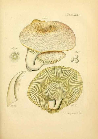 Reproducción/Reproduction 10314525904: Fungorum qui in Bavaria et Palatinatu circa Ratisbonam nascuntur icones, nativis coloribus expressae.. Erlangae,Apud J.J. Palmium,1800.
