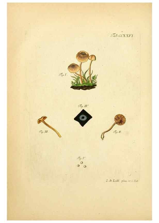 Reproducción/Reproduction 10314529934: Fungorum qui in Bavaria et Palatinatu circa Ratisbonam nascuntur icones, nativis coloribus expressae.. Erlangae,Apud J.J. Palmium,1800.
