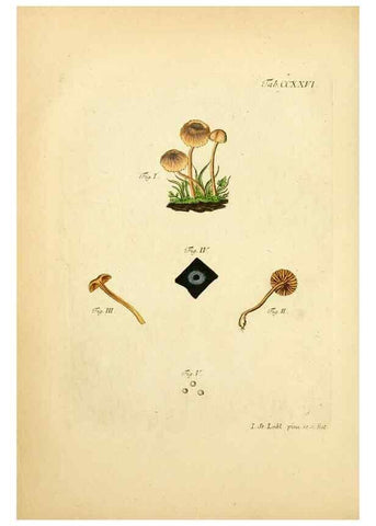 Reproducción/Reproduction 10314529934: Fungorum qui in Bavaria et Palatinatu circa Ratisbonam nascuntur icones, nativis coloribus expressae.. Erlangae,Apud J.J. Palmium,1800.