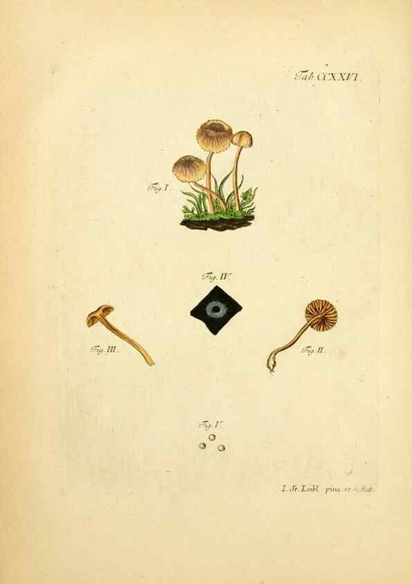 Reproducción/Reproduction 10314529934: Fungorum qui in Bavaria et Palatinatu circa Ratisbonam nascuntur icones, nativis coloribus expressae.. Erlangae,Apud J.J. Palmium,1800.
