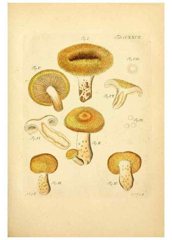 Reproducción/Reproduction 10314534764: Fungorum qui in Bavaria et Palatinatu circa Ratisbonam nascuntur icones, nativis coloribus expressae.. Erlangae,Apud J.J. Palmium,1800.