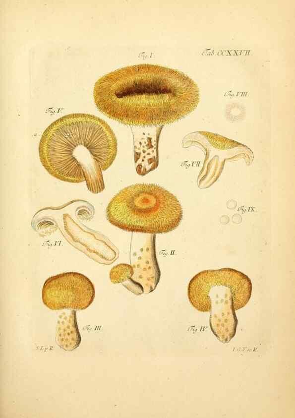 Reproducción/Reproduction 10314534764: Fungorum qui in Bavaria et Palatinatu circa Ratisbonam nascuntur icones, nativis coloribus expressae.. Erlangae,Apud J.J. Palmium,1800.