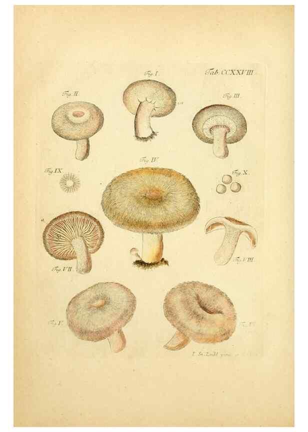 Reproducción/Reproduction 10314540104: Fungorum qui in Bavaria et Palatinatu circa Ratisbonam nascuntur icones, nativis coloribus expressae.. Erlangae,Apud J.J. Palmium,1800.