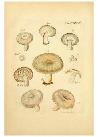 Reproducción/Reproduction 10314540104: Fungorum qui in Bavaria et Palatinatu circa Ratisbonam nascuntur icones, nativis coloribus expressae.. Erlangae,Apud J.J. Palmium,1800.