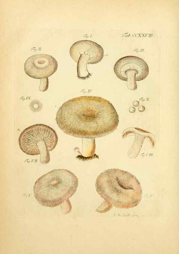 Reproducción/Reproduction 10314540104: Fungorum qui in Bavaria et Palatinatu circa Ratisbonam nascuntur icones, nativis coloribus expressae.. Erlangae,Apud J.J. Palmium,1800.