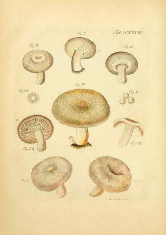 Reproducción/Reproduction 10314540104: Fungorum qui in Bavaria et Palatinatu circa Ratisbonam nascuntur icones, nativis coloribus expressae.. Erlangae,Apud J.J. Palmium,1800.