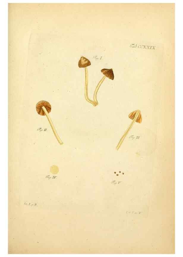 Reproducción/Reproduction 10314578165: Fungorum qui in Bavaria et Palatinatu circa Ratisbonam nascuntur icones, nativis coloribus expressae.. Erlangae,Apud J.J. Palmium,1800.
