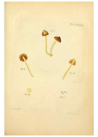 Reproducción/Reproduction 10314578165: Fungorum qui in Bavaria et Palatinatu circa Ratisbonam nascuntur icones, nativis coloribus expressae.. Erlangae,Apud J.J. Palmium,1800.
