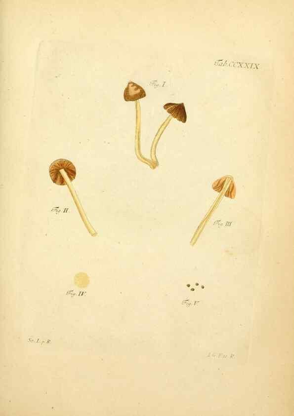 Reproducción/Reproduction 10314578165: Fungorum qui in Bavaria et Palatinatu circa Ratisbonam nascuntur icones, nativis coloribus expressae.. Erlangae,Apud J.J. Palmium,1800.