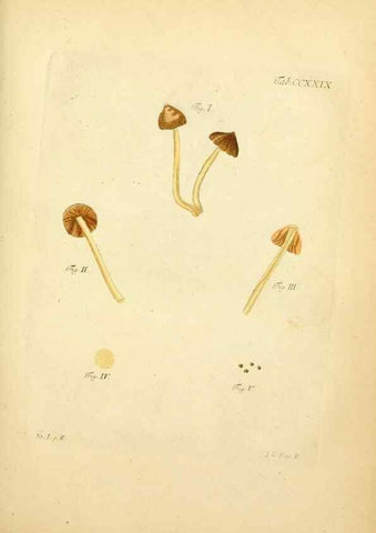 Reproducción/Reproduction 10314578165: Fungorum qui in Bavaria et Palatinatu circa Ratisbonam nascuntur icones, nativis coloribus expressae.. Erlangae,Apud J.J. Palmium,1800.