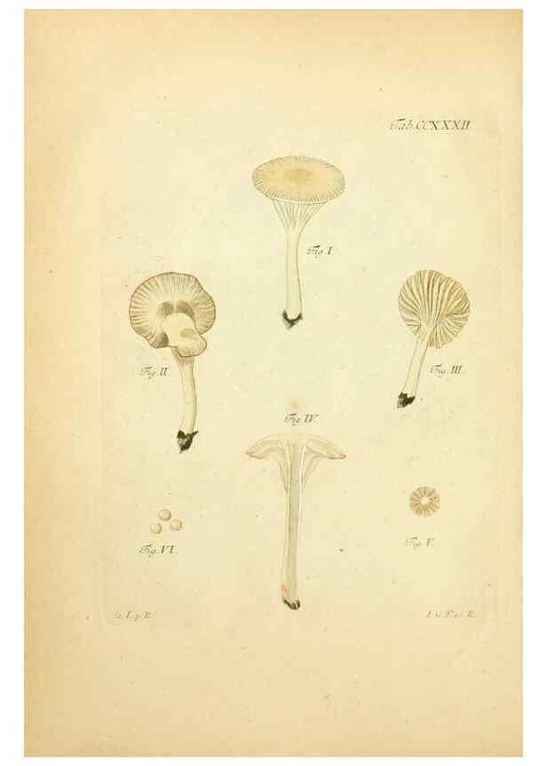 Reproducción/Reproduction 10314740113: Fungorum qui in Bavaria et Palatinatu circa Ratisbonam nascuntur icones, nativis coloribus expressae.. Erlangae,Apud J.J. Palmium,1800.