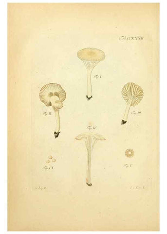 Reproducción/Reproduction 10314740113: Fungorum qui in Bavaria et Palatinatu circa Ratisbonam nascuntur icones, nativis coloribus expressae.. Erlangae,Apud J.J. Palmium,1800.