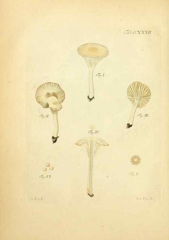 Reproducción/Reproduction 10314740113: Fungorum qui in Bavaria et Palatinatu circa Ratisbonam nascuntur icones, nativis coloribus expressae.. Erlangae,Apud J.J. Palmium,1800.