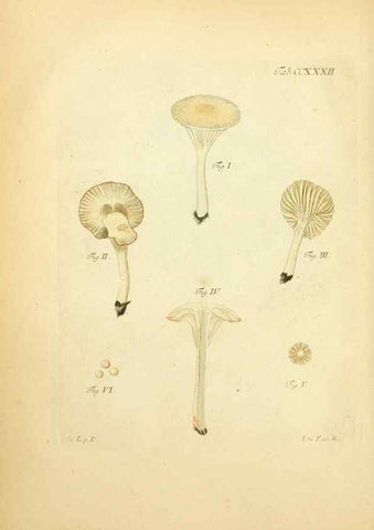 Reproducción/Reproduction 10314740113: Fungorum qui in Bavaria et Palatinatu circa Ratisbonam nascuntur icones, nativis coloribus expressae.. Erlangae,Apud J.J. Palmium,1800.