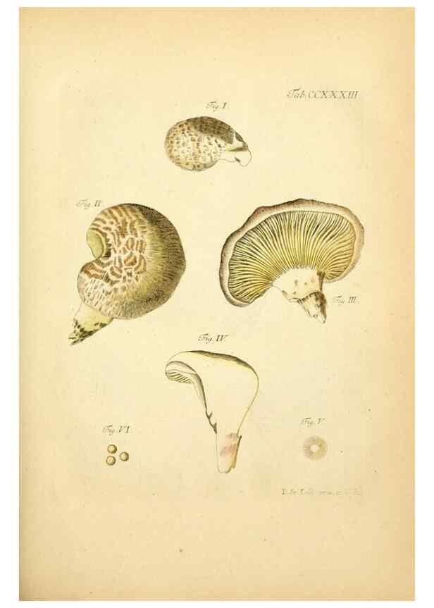 Reproducción/Reproduction 10314586435: Fungorum qui in Bavaria et Palatinatu circa Ratisbonam nascuntur icones, nativis coloribus expressae.. Erlangae,Apud J.J. Palmium,1800.
