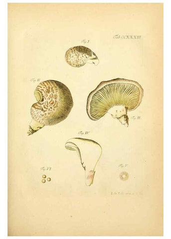 Reproducción/Reproduction 10314586435: Fungorum qui in Bavaria et Palatinatu circa Ratisbonam nascuntur icones, nativis coloribus expressae.. Erlangae,Apud J.J. Palmium,1800.
