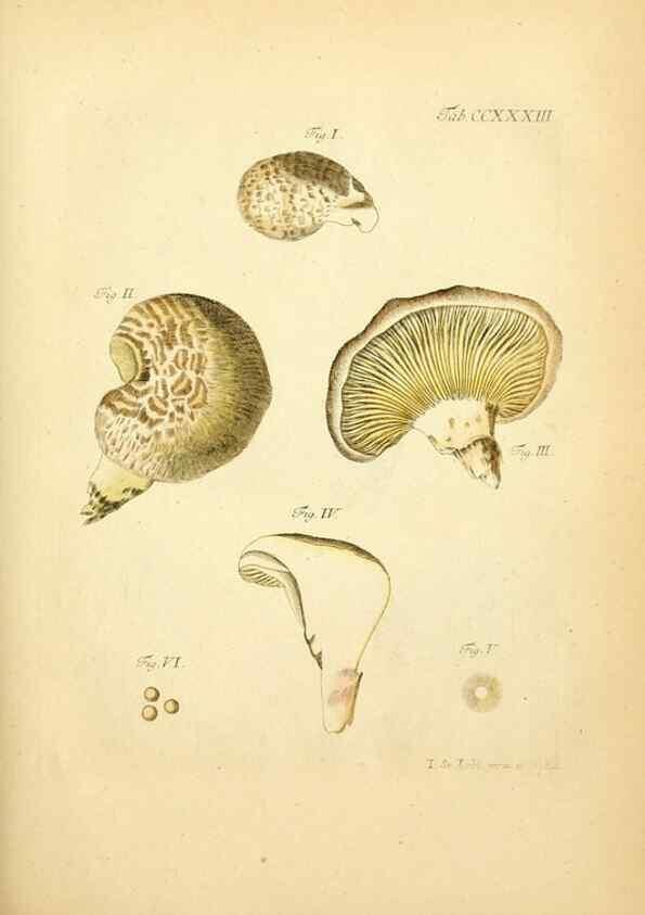 Reproducción/Reproduction 10314586435: Fungorum qui in Bavaria et Palatinatu circa Ratisbonam nascuntur icones, nativis coloribus expressae.. Erlangae,Apud J.J. Palmium,1800.