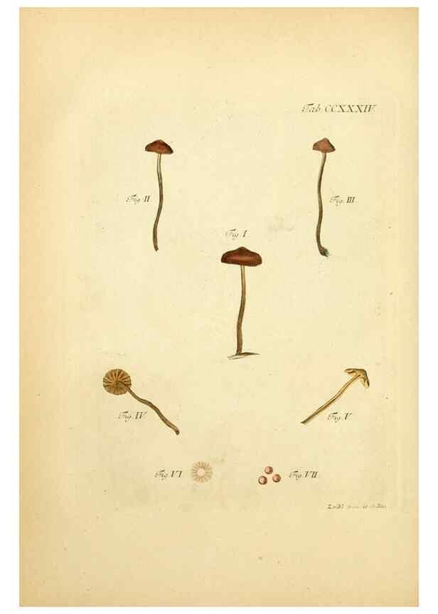 Reproducción/Reproduction 10314556124: Fungorum qui in Bavaria et Palatinatu circa Ratisbonam nascuntur icones, nativis coloribus expressae.. Erlangae,Apud J.J. Palmium,1800.