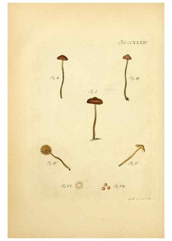 Reproducción/Reproduction 10314556124: Fungorum qui in Bavaria et Palatinatu circa Ratisbonam nascuntur icones, nativis coloribus expressae.. Erlangae,Apud J.J. Palmium,1800.