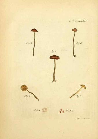 Reproducción/Reproduction 10314556124: Fungorum qui in Bavaria et Palatinatu circa Ratisbonam nascuntur icones, nativis coloribus expressae.. Erlangae,Apud J.J. Palmium,1800.