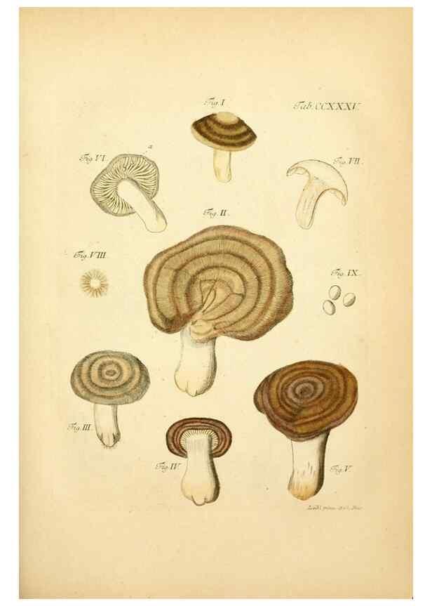 Reproducción/Reproduction 10314752173: Fungorum qui in Bavaria et Palatinatu circa Ratisbonam nascuntur icones, nativis coloribus expressae.. Erlangae,Apud J.J. Palmium,1800.