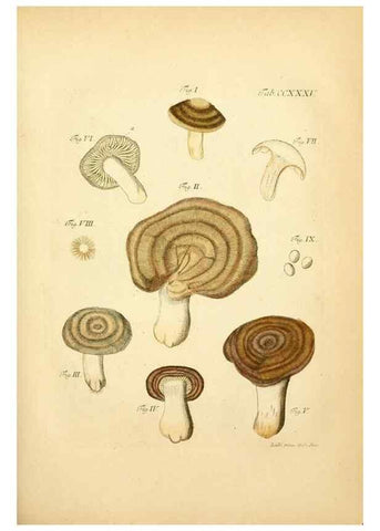 Reproducción/Reproduction 10314752173: Fungorum qui in Bavaria et Palatinatu circa Ratisbonam nascuntur icones, nativis coloribus expressae.. Erlangae,Apud J.J. Palmium,1800.