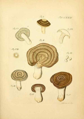 Reproducción/Reproduction 10314752173: Fungorum qui in Bavaria et Palatinatu circa Ratisbonam nascuntur icones, nativis coloribus expressae.. Erlangae,Apud J.J. Palmium,1800.