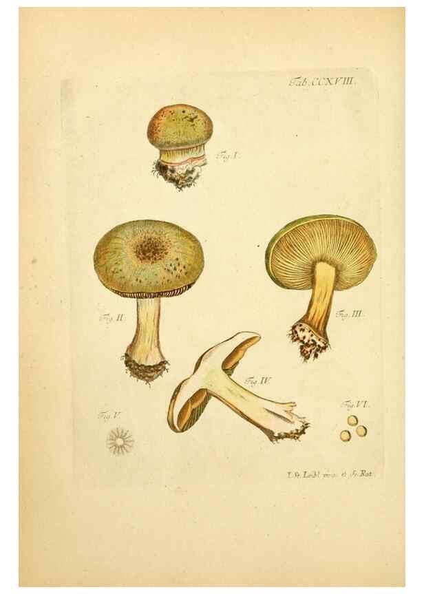 Reproducción/Reproduction 10314496014: Fungorum qui in Bavaria et Palatinatu circa Ratisbonam nascuntur icones, nativis coloribus expressae.. Erlangae,Apud J.J. Palmium,1800.