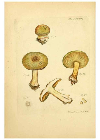 Reproducción/Reproduction 10314496014: Fungorum qui in Bavaria et Palatinatu circa Ratisbonam nascuntur icones, nativis coloribus expressae.. Erlangae,Apud J.J. Palmium,1800.
