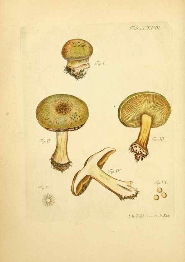 Reproducción/Reproduction 10314496014: Fungorum qui in Bavaria et Palatinatu circa Ratisbonam nascuntur icones, nativis coloribus expressae.. Erlangae,Apud J.J. Palmium,1800.