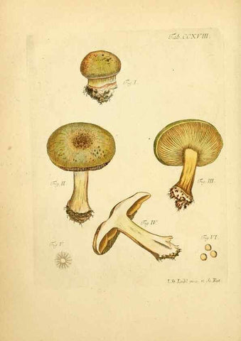 Reproducción/Reproduction 10314496014: Fungorum qui in Bavaria et Palatinatu circa Ratisbonam nascuntur icones, nativis coloribus expressae.. Erlangae,Apud J.J. Palmium,1800.