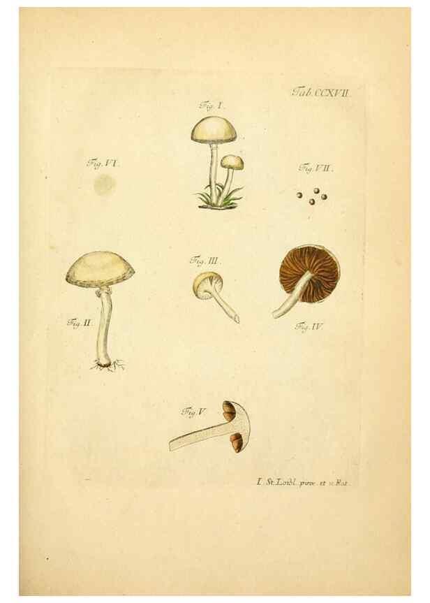 Reproducción/Reproduction 10314525105: Fungorum qui in Bavaria et Palatinatu circa Ratisbonam nascuntur icones, nativis coloribus expressae.. Erlangae,Apud J.J. Palmium,1800.