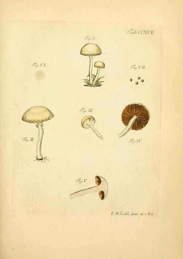 Reproducción/Reproduction 10314525105: Fungorum qui in Bavaria et Palatinatu circa Ratisbonam nascuntur icones, nativis coloribus expressae.. Erlangae,Apud J.J. Palmium,1800.