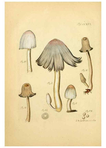 Reproducción/Reproduction 10314487784: Fungorum qui in Bavaria et Palatinatu circa Ratisbonam nascuntur icones, nativis coloribus expressae.. Erlangae,Apud J.J. Palmium,1800.