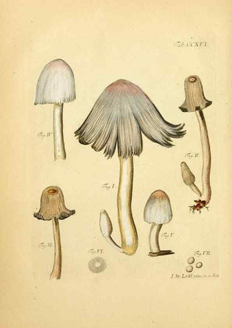 Reproducción/Reproduction 10314487784: Fungorum qui in Bavaria et Palatinatu circa Ratisbonam nascuntur icones, nativis coloribus expressae.. Erlangae,Apud J.J. Palmium,1800.