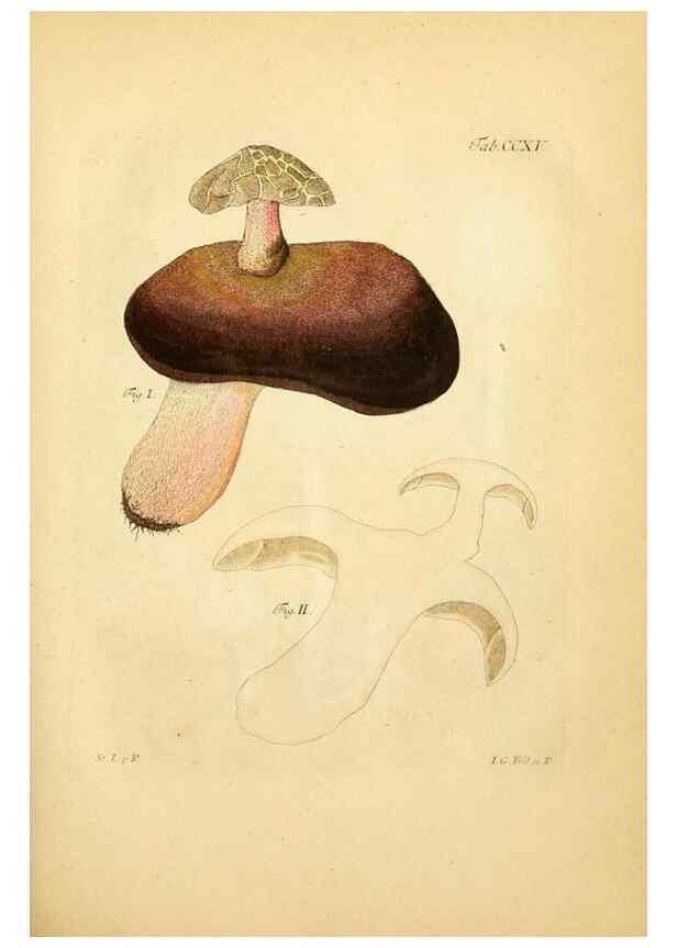 Reproducción/Reproduction 10314676873: Fungorum qui in Bavaria et Palatinatu circa Ratisbonam nascuntur icones, nativis coloribus expressae.. Erlangae,Apud J.J. Palmium,1800.
