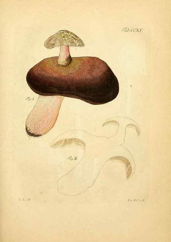 Reproducción/Reproduction 10314676873: Fungorum qui in Bavaria et Palatinatu circa Ratisbonam nascuntur icones, nativis coloribus expressae.. Erlangae,Apud J.J. Palmium,1800.