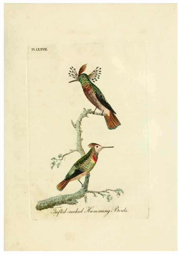 Reproducción/Reproduction 10310610966: A general history of birds /. Winchester [England] :Printed by Jacob and Johnson, for the author : sold in London by G. and W.B. Whittaker ... [and 3 others],1821-1828.
