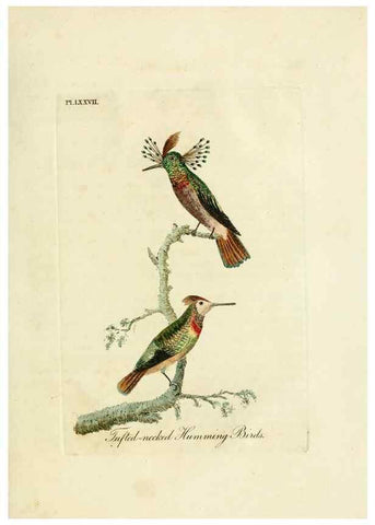 Reproducción/Reproduction 10310610966: A general history of birds /. Winchester [England] :Printed by Jacob and Johnson, for the author : sold in London by G. and W.B. Whittaker ... [and 3 others],1821-1828.