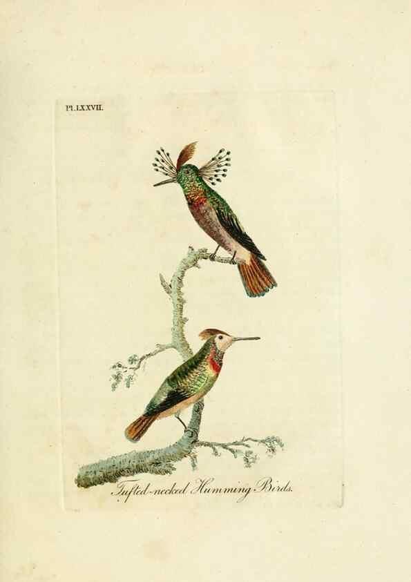 Reproducción/Reproduction 10310610966: A general history of birds /. Winchester [England] :Printed by Jacob and Johnson, for the author : sold in London by G. and W.B. Whittaker ... [and 3 others],1821-1828.