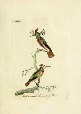 Reproducción/Reproduction 10310610966: A general history of birds /. Winchester [England] :Printed by Jacob and Johnson, for the author : sold in London by G. and W.B. Whittaker ... [and 3 others],1821-1828.