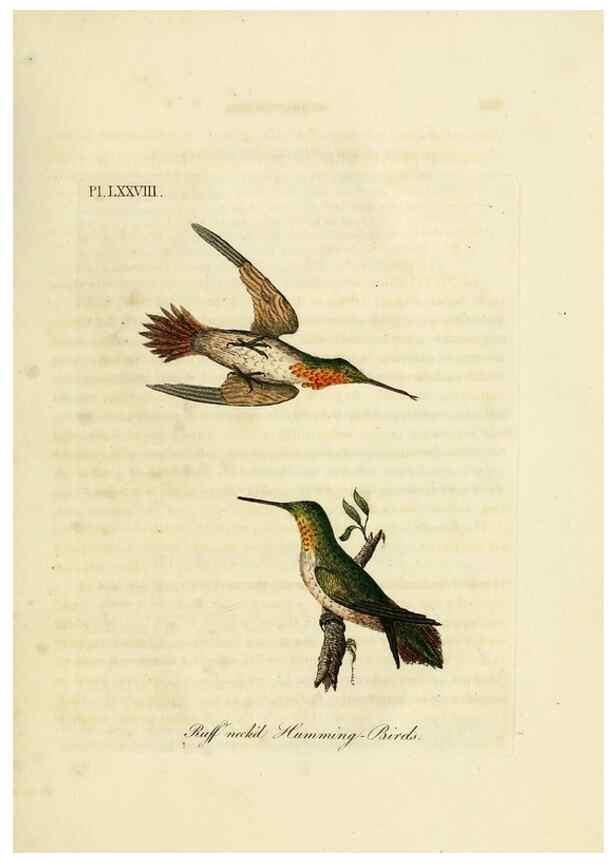 Reproducción/Reproduction 10310615096: A general history of birds /. Winchester [England] :Printed by Jacob and Johnson, for the author : sold in London by G. and W.B. Whittaker ... [and 3 others],1821-1828.