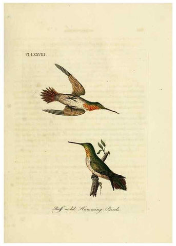 Reproducción/Reproduction 10310615096: A general history of birds /. Winchester [England] :Printed by Jacob and Johnson, for the author : sold in London by G. and W.B. Whittaker ... [and 3 others],1821-1828.