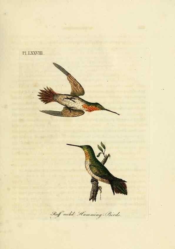 Reproducción/Reproduction 10310615096: A general history of birds /. Winchester [England] :Printed by Jacob and Johnson, for the author : sold in London by G. and W.B. Whittaker ... [and 3 others],1821-1828.